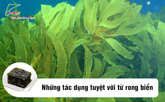 TÁC DỤNG CỦA RONG BIỂN SẤY KHÔ TRONG ẨM THỰC